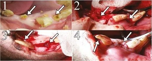 Des dents humaines cultivées dans des porcs : la découverte qui pourrait rendre les implants dentaires obsolètes 2 Images des dents humaines cultivées dans la bouche d'un des porcs : 1) Avant l'extraction et 2) Immédiatement après l'extraction de la dent. 3) Positionnement de l'implant et 4) Alvéole dentaire suturée / Crédit : Stem Cells Translational Medicine 2024