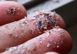 Microplastiche sono state trovate nel cervello, nel fegato e nei reni / Photo iStock