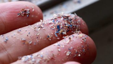 Des microplastiques alarmants dans le cerveau humain, équivalents à une cuillère entière 17 Microplastiche sono state trovate nel cervello, nel fegato e nei reni / Photo iStock