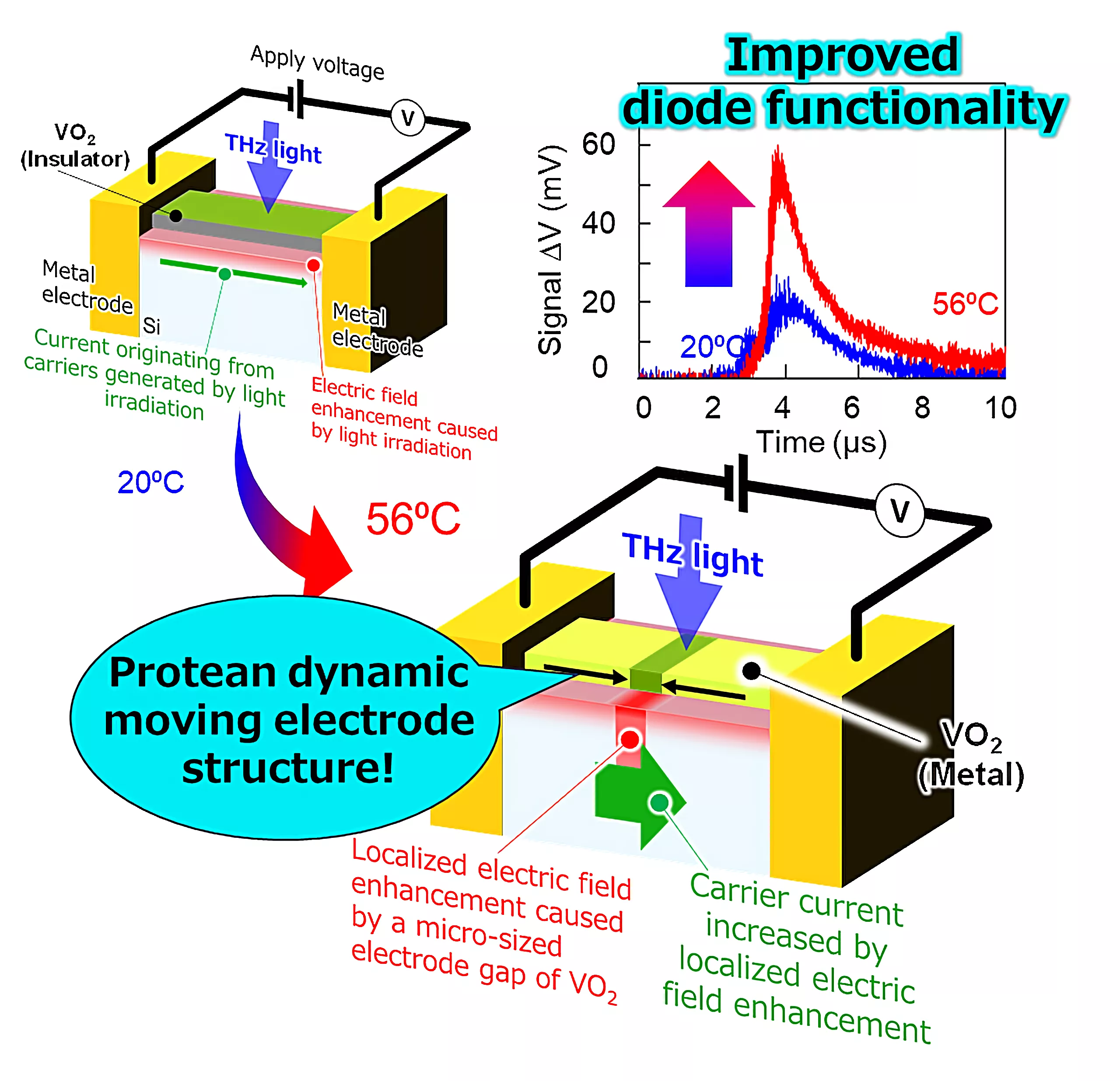 Des scientifiques créent des électrodes « vivantes » pour révolutionner l'électronique au silicium 2 Des scientifiques creent des electrodes vivantes pour revolutionner