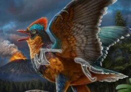 Illustration de Baminornis zhenghensis, l'oiseau le plus ancien jamais découvert. Crédit : ZHAO Chuang