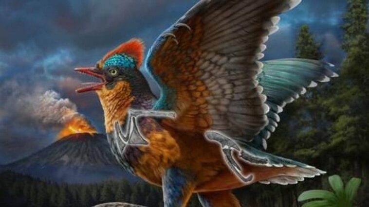 Fossile extraordinaire du Jurassique révèle l'origine des oiseaux des dinosaures : "Une découverte révolutionnaire" 1 Illustration de Baminornis zhenghensis, l'oiseau le plus ancien jamais découvert. Crédit : ZHAO Chuang