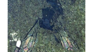 Incroyable découverte d'une abeille fossile de 14,6 millions d'années en Nouvelle-Zélande : les images fascinantes 16 Credit: Zoosystema