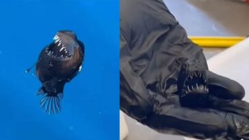 Le "diable noir" apparu des profondeurs de Tenerife est décédé : il était minuscule 15 Le diable noir émerge à Tenerife. À droite, l'exemplaire mort tenu dans la main d'une chercheuse. Crédit : David Jara Boguñá / Condrik Tenerife / Capture d'écran Instagram/ MUNA