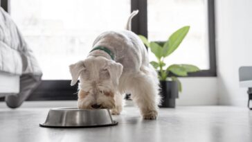 Le premier aliment pour chiens à base de viande cultivée est en vente : l'innovation d'une start-up britannique 9 Immagine