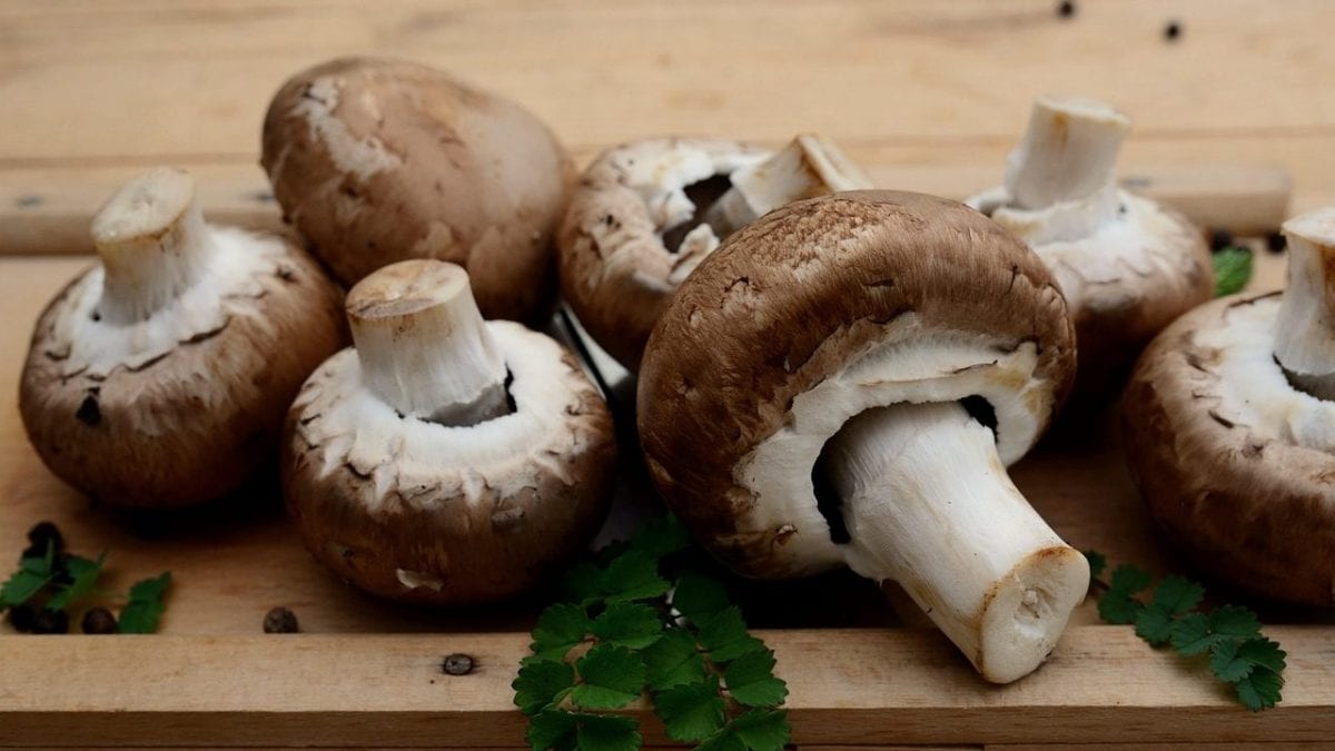 Les champignons protègent les poumons des dommages causés par les maladies respiratoires virales en laboratoire 2 Image