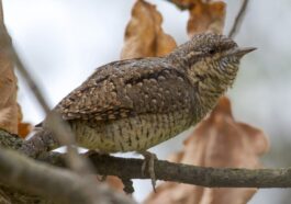 Les premiers torcolts arrivent d'Afrique : découvrez ces magnifiques oiseaux au look serpent ! 3 Torcicollo. Credit: Andrea Centini