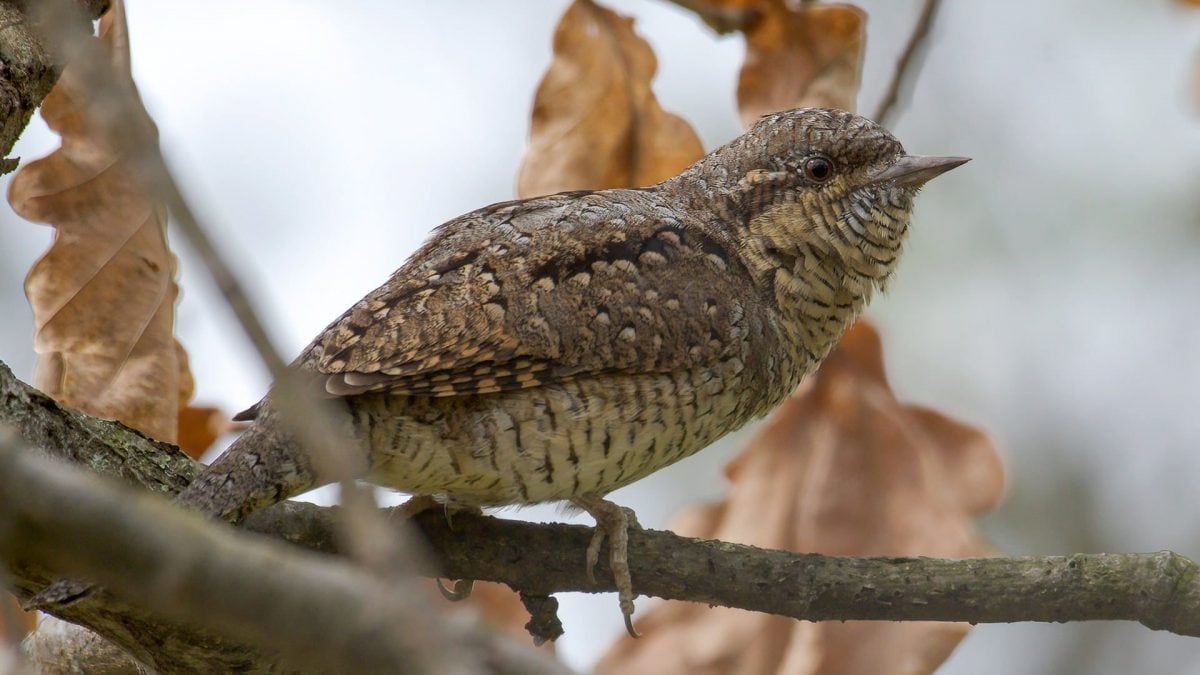Les premiers torcolts arrivent d'Afrique : découvrez ces magnifiques oiseaux au look serpent ! 2 Torcicollo. Credit: Andrea Centini