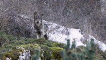 Nous avons croisé une meute de loups en Abruzzo : des images magnifiques d'Aschi, symbole de coexistence 28 Credit: Enrico Villa
