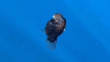 Qu'est-ce que le melanocète, le "diable noir" des profondeurs de Tenerife : des images incroyablement rares 11 Le melanocète près de la surface. Crédit : David Jara Boguñá / Condrik Tenerife / Capture d'écran Instagram