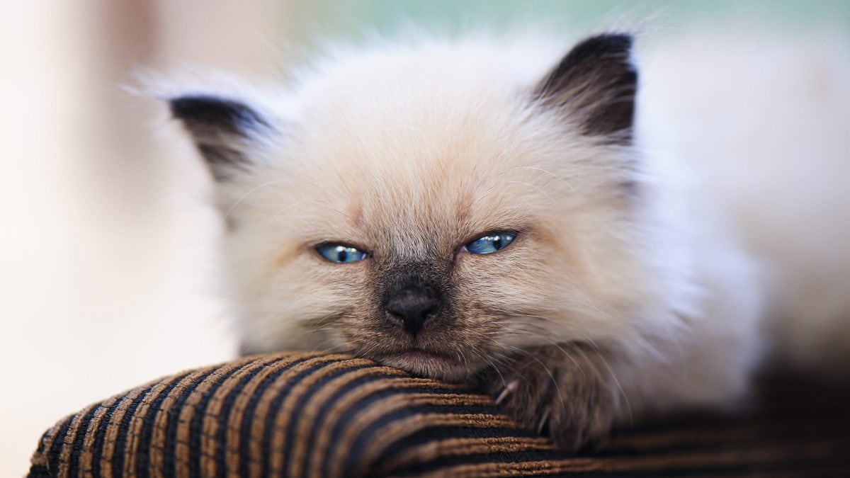 Si vous avez des difficultés à communiquer avec votre chat, faites ce geste : la révélation d'une étude étonnante 2 Image