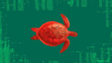 Tout ce que vous devez savoir sur le "mode tortue" de WhatsApp : la nouvelle théorie qui va révolutionner l'application