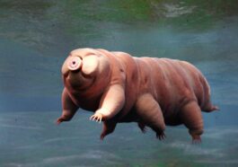 Représentation d'un tardigrade. Crédit : iStock