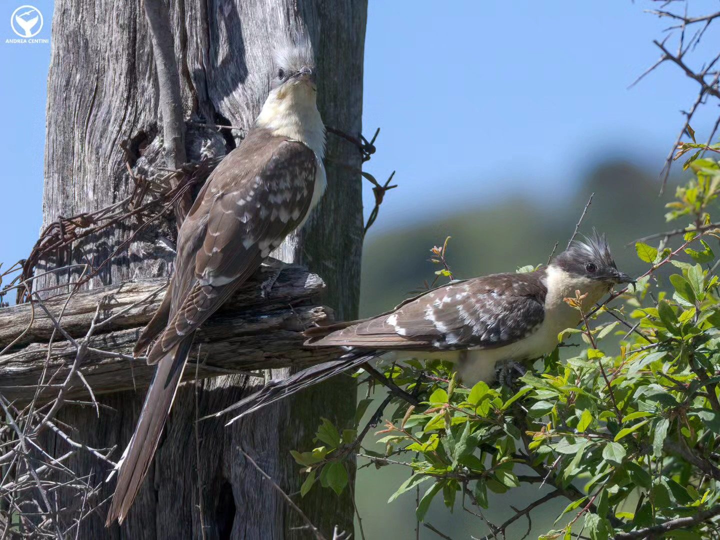 Les coucous à plumage spectaculaire sont arrivés : découvrez les images de ces magnifiques oiseaux parasites qui s'attaquent aux nids de pies 6 Mâle et femelle de cucul à crête. Crédit : Andrea Centini