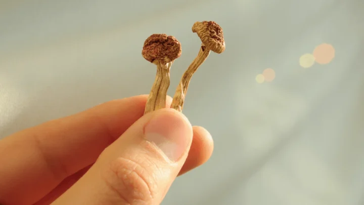 Une substance psychédélique "répare" le cerveau de rats après un léger traumatisme crânien 4 1741563810 755 Une substance psychedelique repare le cerveau de rats apres un.webp