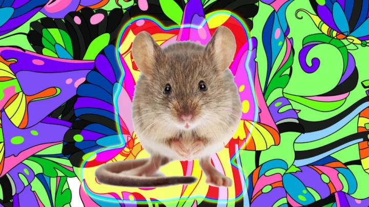 Une substance psychédélique "répare" le cerveau de rats après un léger traumatisme crânien 6 1741563811 267 Une substance psychedelique repare le cerveau de rats apres un.webp