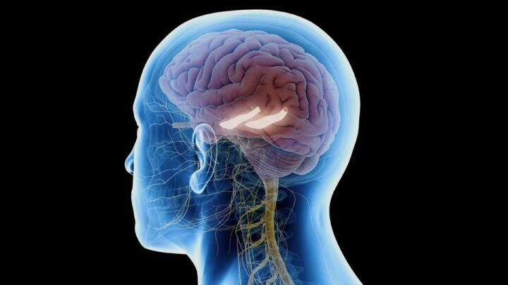 Les régimes riches en graisses et en sucres perturbent le fonctionnement du cerveau, selon une étude confirmée 3 1742510614 861 Pourquoi avons nous oublie notre enfance De nouvelles pistes pour