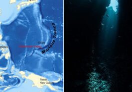 Dans la fosse océanique la plus profonde de la Terre, plus de 7000 espèces inconnues révélées ! 80 Le point le plus profond de la fosse des Mariannes, connu sous le nom de Challenger Deep, atteint 10.984 mètres / Wikipedia/iStock
