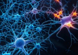 Découverte de deux nouveaux biomarqueurs de la SLA en lien avec Alzheimer : une avancée qui pourrait révolutionner le diagnostic 28 Immagine