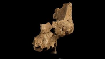 Découvrez en Espagne le visage humain le plus ancien d'Europe : "Un nouvel acteur dans l'histoire de notre espèce" 5 Photo de Maria D. Guillén / IPHES-CERCA (Institut catalan de paleoecologie humaine et évolution sociale)