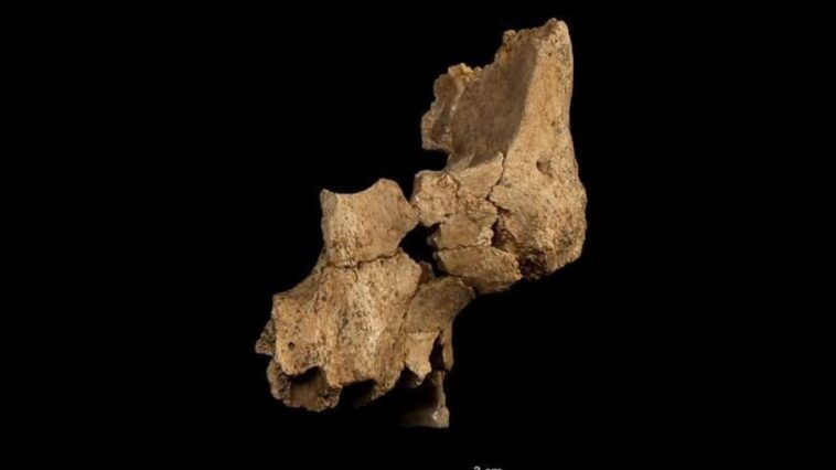 Découvrez en Espagne le visage humain le plus ancien d'Europe : "Un nouvel acteur dans l'histoire de notre espèce" 1 Photo de Maria D. Guillén / IPHES-CERCA (Institut catalan de paleoecologie humaine et évolution sociale)