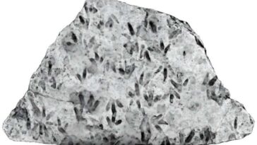 Des empreintes de dinosaures découvertes dans une école : ignorées pendant des décennies ! 1 Une photo de la roche obtenue grâce à un imaging 3D et à des filtres lumineux montrant les empreintes des dinosaures / Crédit UQ