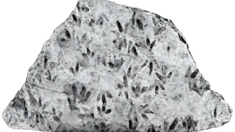 Des empreintes de dinosaures découvertes dans une école : ignorées pendant des décennies ! 1 Une photo de la roche obtenue grâce à un imaging 3D et à des filtres lumineux montrant les empreintes des dinosaures / Crédit UQ
