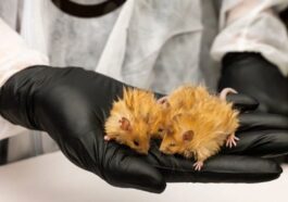 Des souris à fourrure créées en laboratoire, mais les experts doutent qu'il s'agisse d'un « pas crucial » pour ressusciter le mammouth 49 Les topis lanosi créés en laboratoire / Photo Colossal Bioscience