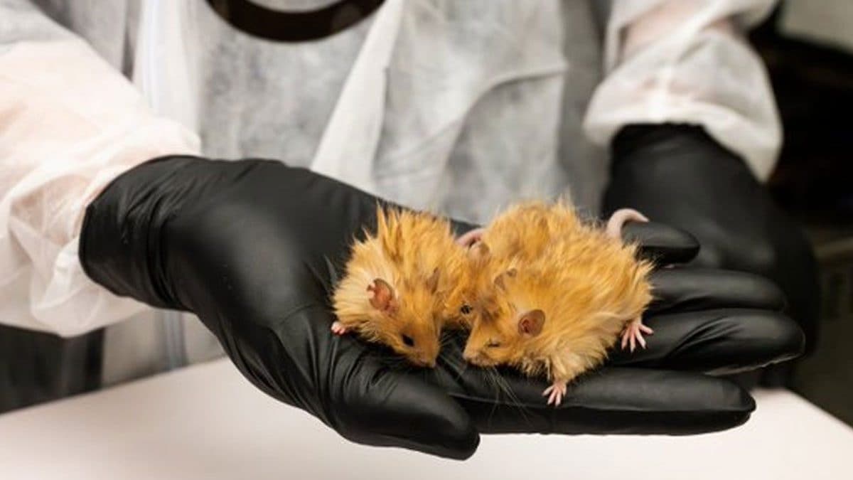 Des souris à fourrure créées en laboratoire, mais les experts doutent qu'il s'agisse d'un « pas crucial » pour ressusciter le mammouth 2 Les topis lanosi créés en laboratoire / Photo Colossal Bioscience