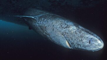 Le secret des requins du Groenland : comment ils vivent des siècles sans jamais développer de cancer 8 Lo squalo della Groenlandia (Somniosus microcephalus) vive molto più a lungo di altri squali, con una durata della vita stimata in circa 400 anni / Photo WIkipedia/Hemming1952