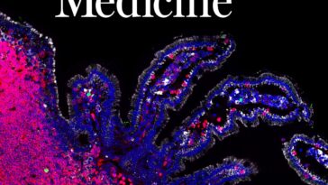 Qu'est-ce que la thérapie mobile pour la maladie cœliaque, la nouvelle approche qui peut "éteindre" la réaction au gluten 22 L'approche de thérapie cellulaire pour la cöliaque développée par l'équipe du professeur Muller a été mise en avant dans Science Translational Medicine, édition du 19 mars 2025 / Crédit : Science Translational Medicine