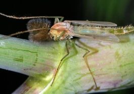WIKIPEDIA / Un chironomide, un insecte connu comme moucheron non piquant