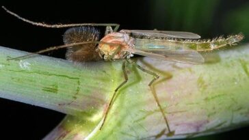 Qu'est-ce que les chironomes, ces insectes qui envahissent la lagune d'Orbetello, et quelles sont les causes de ce phénomène ? 7 WIKIPEDIA / Un chironomide, un insecte connu comme moucheron non piquant