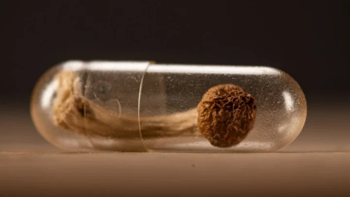 Une substance psychédélique "répare" le cerveau de rats après un léger traumatisme crânien 2 Une substance psychedelique repare le cerveau de rats apres un.webp