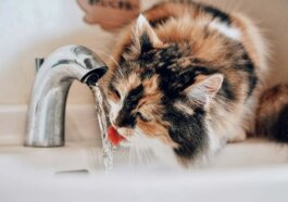 Un Filtre à Eau Révolutionnaire élimine Les Produits Chimiques Indésirables