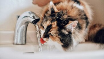 Un filtre à eau révolutionnaire élimine les produits chimiques indésirables grâce à du graphène modifié 24 Un Filtre à Eau Révolutionnaire élimine Les Produits Chimiques Indésirables
