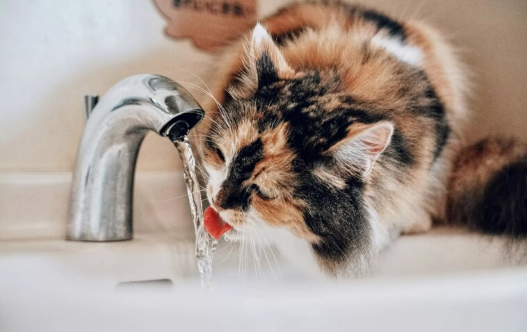 Un filtre à eau révolutionnaire élimine les produits chimiques indésirables grâce à du graphène modifié 1 Un Filtre à Eau Révolutionnaire élimine Les Produits Chimiques Indésirables