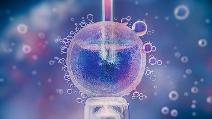 Naissance du premier bébé conçu par une "Fécondation In Vitro automatisée" 5 Fertilização in Vitro (FIV)