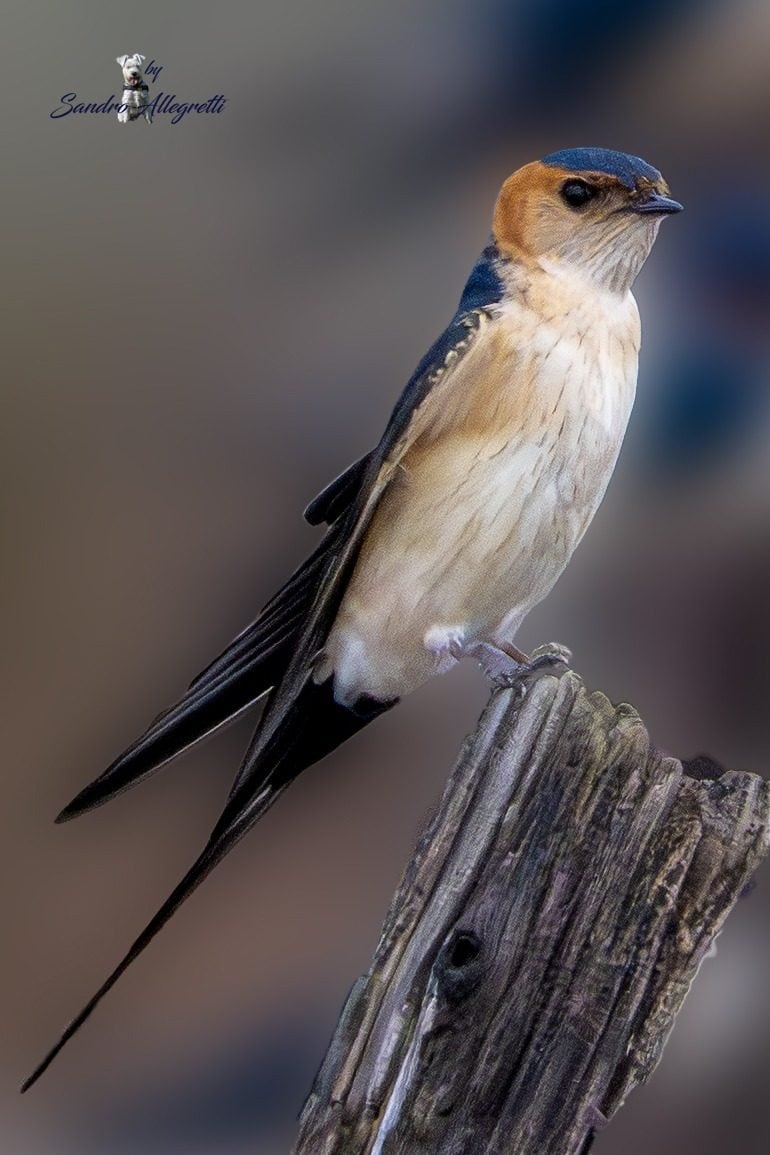 Les images de la très rare hirondelle rouille, le photographe : « Elle était au milieu d'hirondelles ordinaires et de souris » 3 Hirondelle rousse. Crédit : Sandro Allegretti