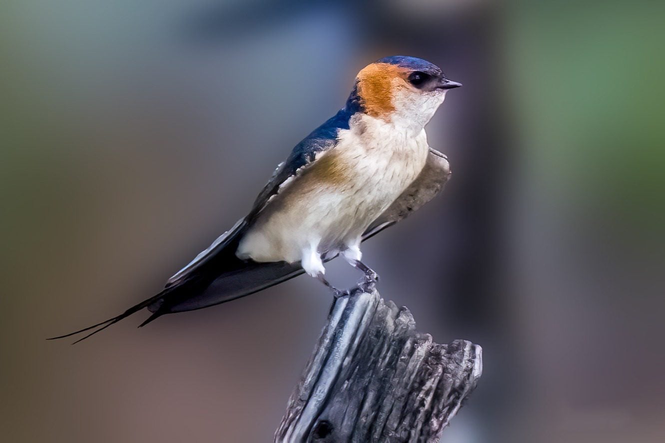 Les images de la très rare hirondelle rouille, le photographe : « Elle était au milieu d'hirondelles ordinaires et de souris » 6 Hirondelle rousse. Crédit : Sandro Allegretti