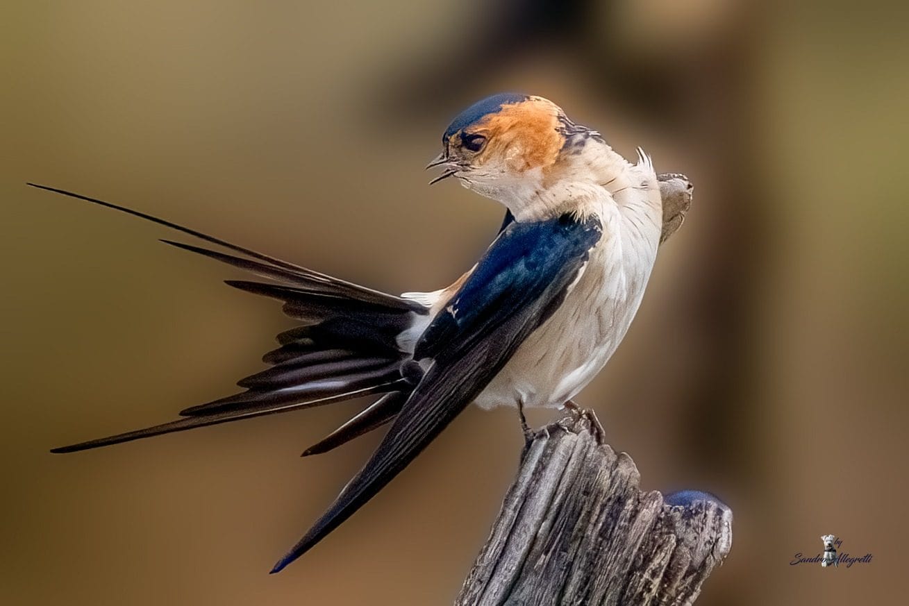 Les images de la très rare hirondelle rouille, le photographe : « Elle était au milieu d'hirondelles ordinaires et de souris » 4 Hirondelle rousse. Crédit : Sandro Allegretti