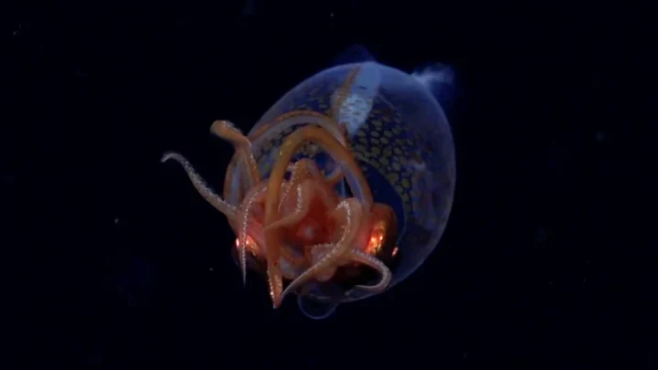 Premières images d'une lula colossale dans son habitat des profondeurs marines 5 1745354616 228 Premieres images dune lula colossale dans son habitat des profondeurs.webp