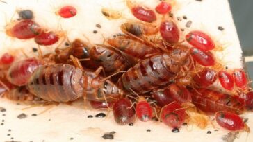 Il semble y avoir une raison bien précise pour laquelle les punaises de lit sont si difficiles à éliminer 10 Infestation de punaises de lit / Crédit : Warren Booth