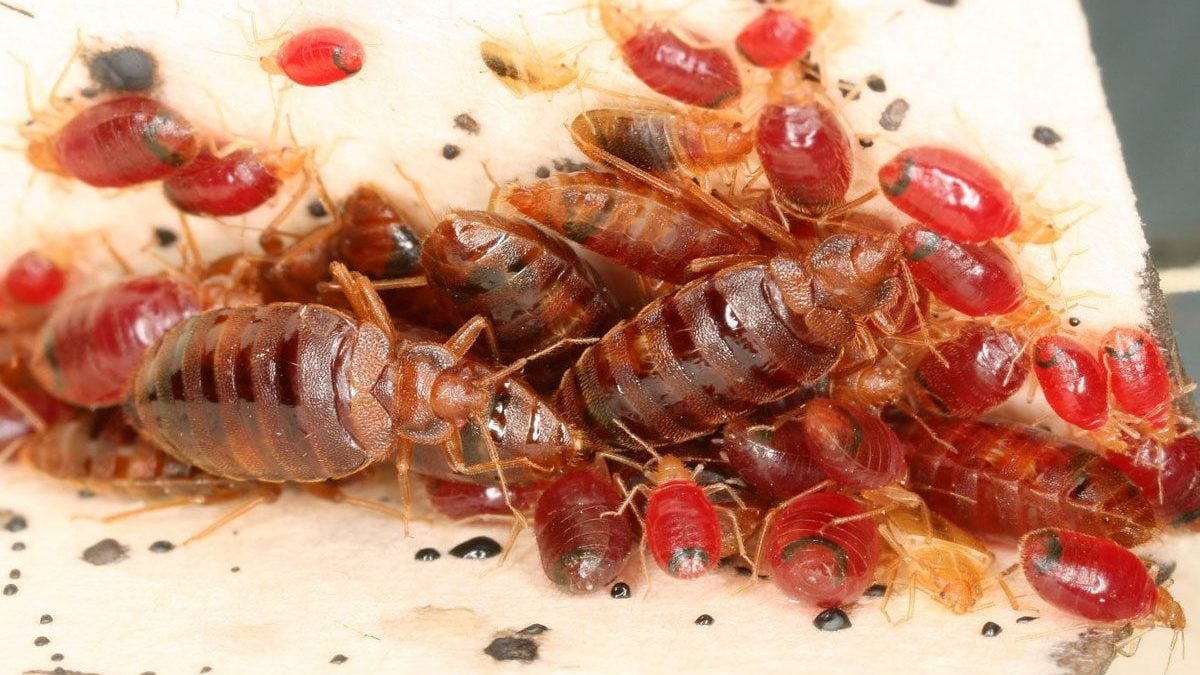 Il semble y avoir une raison bien précise pour laquelle les punaises de lit sont si difficiles à éliminer 2 Infestation de punaises de lit / Crédit : Warren Booth