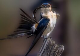 L'hirondelle rousse photographiée au Parc National du Circeo. Crédit : Sandro Allegretti