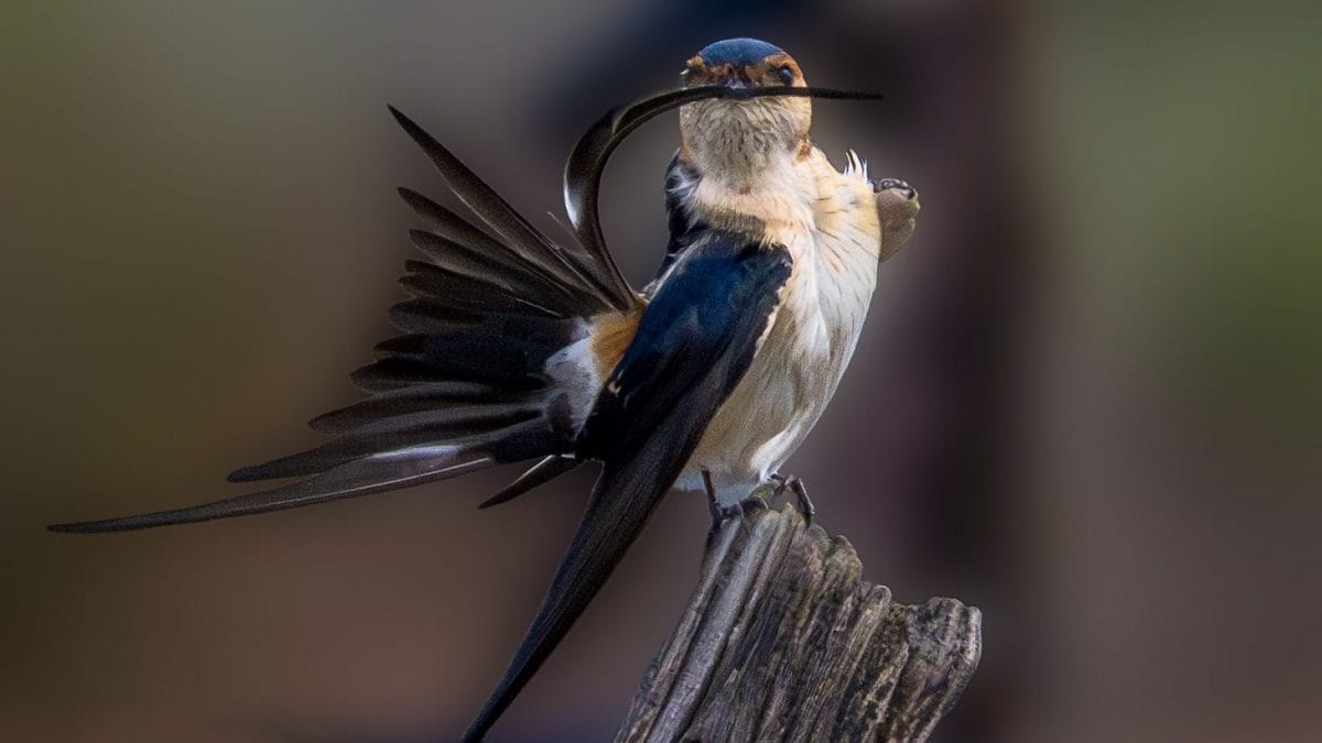 Les images de la très rare hirondelle rouille, le photographe : « Elle était au milieu d'hirondelles ordinaires et de souris » 2 L'hirondelle rousse photographiée au Parc National du Circeo. Crédit : Sandro Allegretti