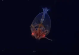 Premières images d'une lula colossale dans son habitat des profondeurs marines