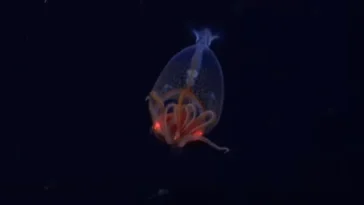 Premières images d'une lula colossale dans son habitat des profondeurs marines