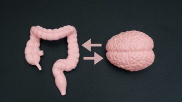 Un complément idéal pour l'intestin qui booste l'humeur : ses effets sur l'anxiété 15 Image