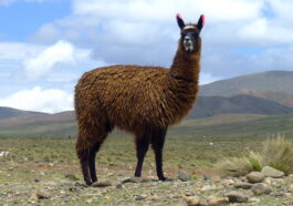 Un programmeur crée une méthode pour faire tourner Llama 2 sur DOS en un week-end 15 Un Programmeur Crée Une Méthode Pour Faire Tourner Llama 2